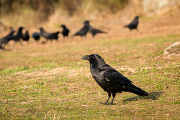 Group of black crows