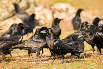 Group of black crows