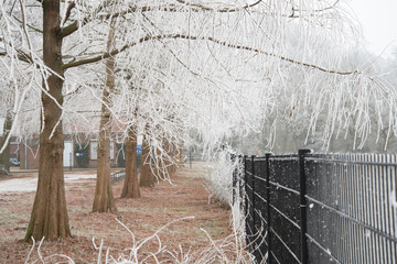 Frosted Trees