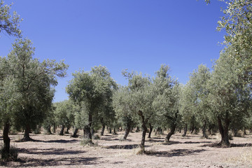 oliveto