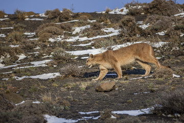 Puma caminando en la estepa