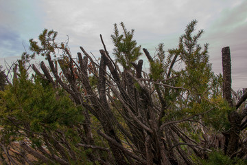 Dry pine branches