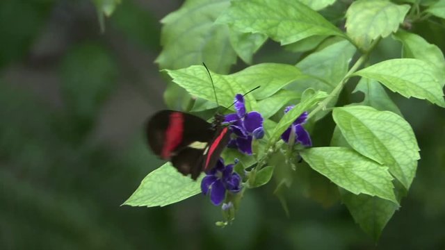 Butterfly on a green leaf