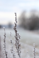 Naklejka premium Gräser am frostigen Morgen