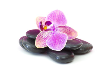 Fototapeta na wymiar zen basalt stones and orchid isolated on white