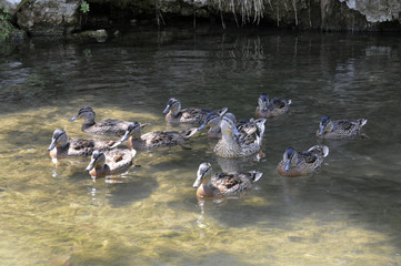 entenfamilie in einem bach