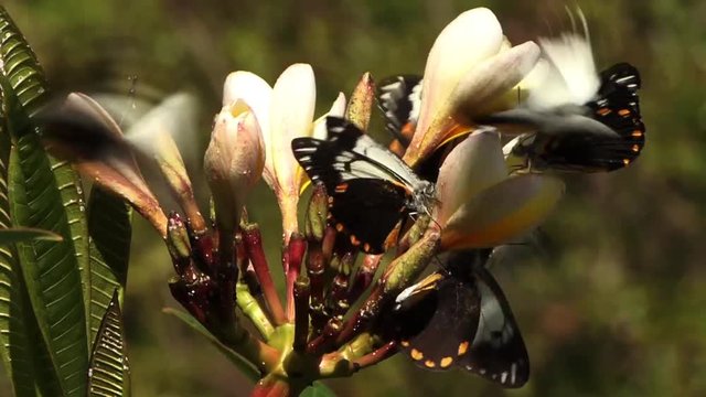 Butterflies on a flower