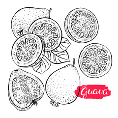 set of sketch ripe guava
