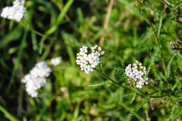 White soft meadow flower in Spring 3