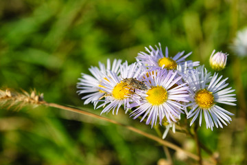 Fototapeta premium Ox eye daisy meadow flower with bug
