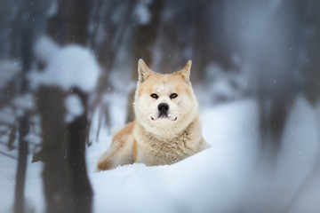 Akita Inu dog in the forest
