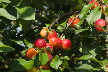 red ripe plums