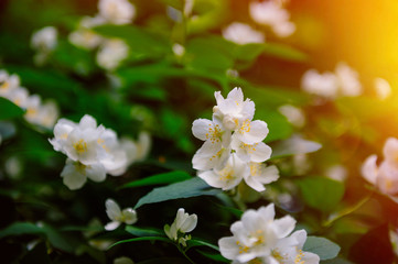 flowering apple tree in the garden in spring
