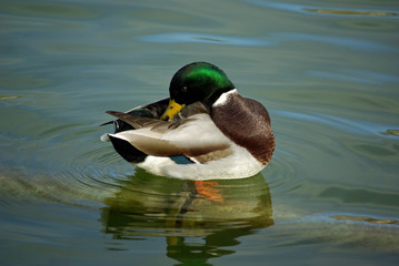 Canard colvert en hiver