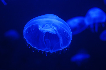 jellyfish