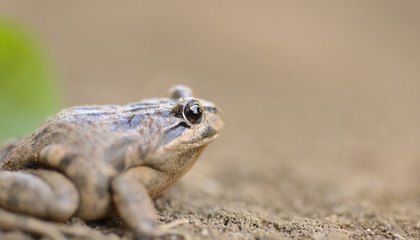 Toad