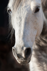 Grey horse close up portrait in motion with long mane