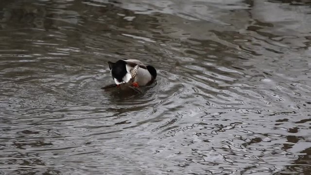 accouplement de canard colvert