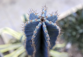 Tall blue thorny succulent cactus, spikes protruding signalling