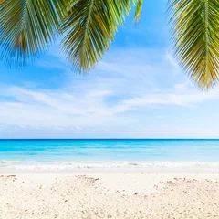 Fotobehang Caraïben Tropisch strand achtergrond, zand, palmen