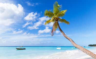 Coconut palm grows on white sandy beach
