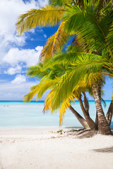 Coconut palms grow on white sandy beach