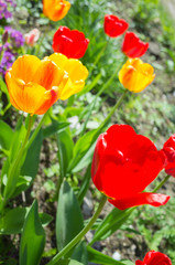 Tulip flowers in spring garden
