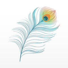 peacock plume. colorful feather vector illustration
