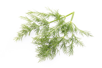 Fresh dill on the white background.