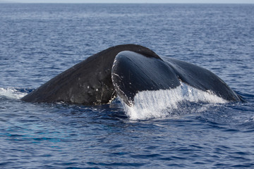Buckelwal, Megaptera novaeangliae, humpback whale, Schwanzflosse, Springender Buckelwal, Hawaii,...