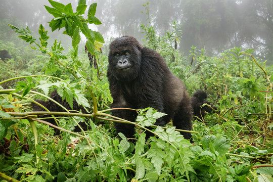 Female mountain gorilla observing tourists in the forest