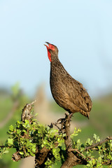Swainson's Spurfowl Francolin calling loudly into the fresh new morning, Kruger National Park. Pternistis swainsonii