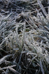 Givre sur de l'herbe