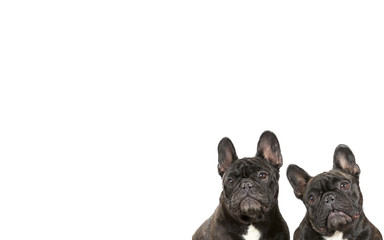 French bulldogs isolated on white for copy space use. Indoor image.