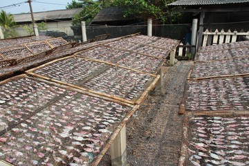 Drying squids in Thailand