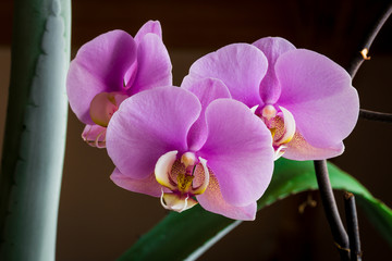 purple orchid flower blooming at home