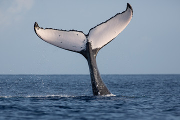 Buckelwal, Megaptera novaeangliae, humpback whale, Schwanzflosse, Springender Buckelwal, Hawaii,...