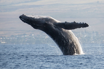 Buckelwal, Megaptera novaeangliae, humpback whale, Schwanzflosse, Springender Buckelwal, Hawaii,...