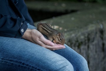 Streifenhörnchen auf der Hand