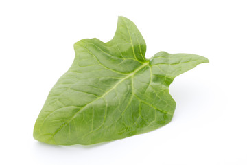 Fresh leaves of spinach on the white background.