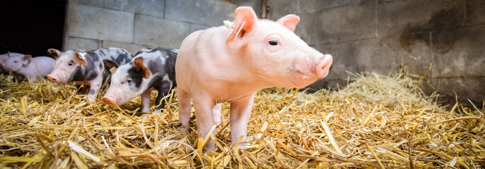 Tierwohl - Ferkel im Stroh, Banner