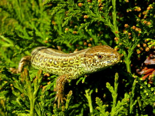 Jaszczurka zwinka - Lacerta agilis