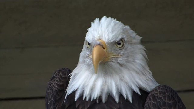 Alaskan Eagle Close up