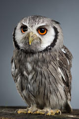 Northern white-faced owl Ptilopsis leucotis studio portrait
