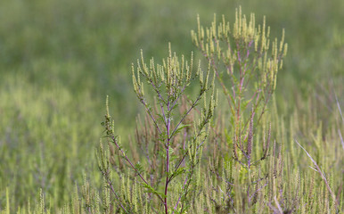 Ambrosia, regweed