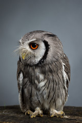 Northern white-faced owl Ptilopsis leucotis studio portrait