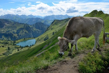 Fototapeta na wymiar Kuh am Nebelhorn mit Blick auf den Seealpsee