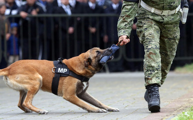 Military police dog