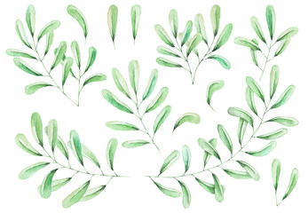 Hand painted watercolor leaves, isolated on white background