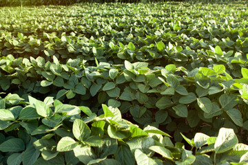 Soybean on a row.